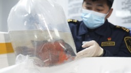 非洲观赏鱼首次“游”进湖南