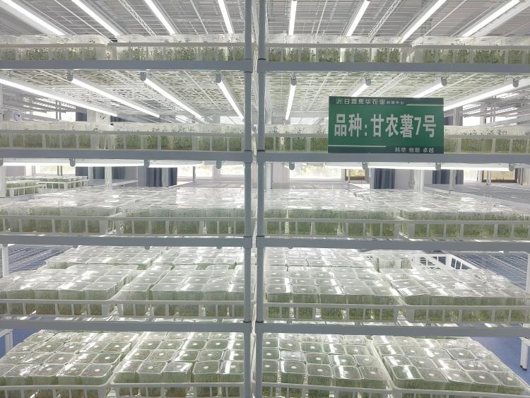 张掖民乐：马铃薯产业奏响助农与乡村振兴新乐章_fororder_幼苗培育室_AI看图