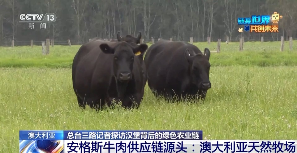 麦当劳首次亮相链博会！来看一个汉堡背后的绿色“智慧链”