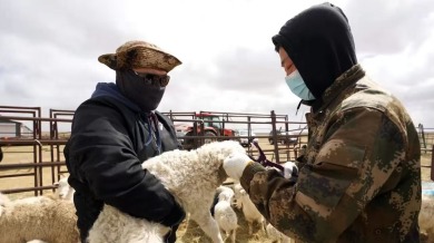 从“草原放牧”到“数字牧歌” ——呼伦贝尔以溯源体系建设赋能畜牧产业升级