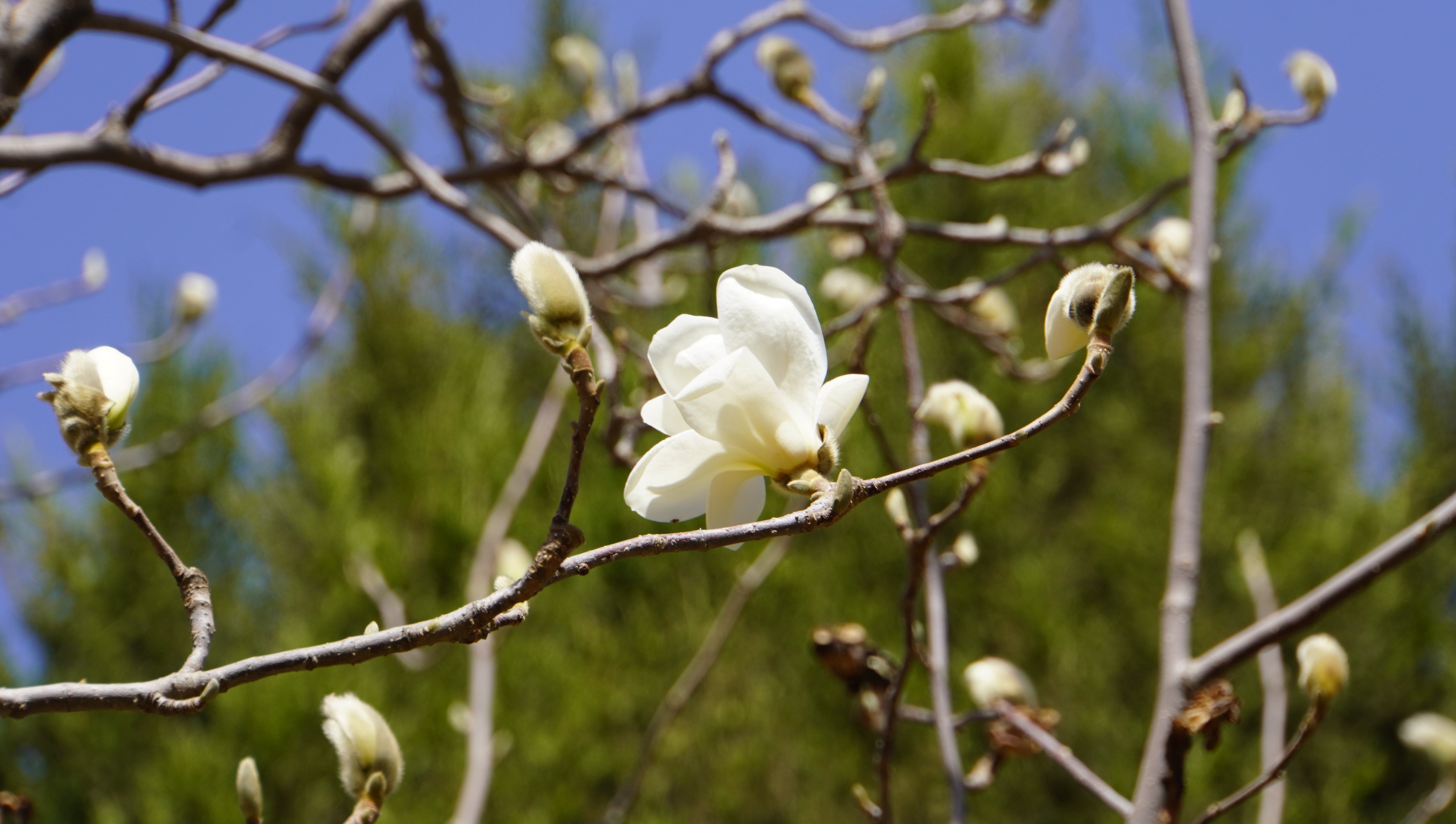 金城春信至 繁花绘盛景_fororder_DSC00583.JPG