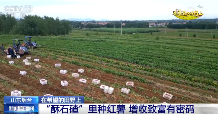 广袤乡村绘就金秋九月好“丰”景 农业现代化成为百姓增收致富“密码”