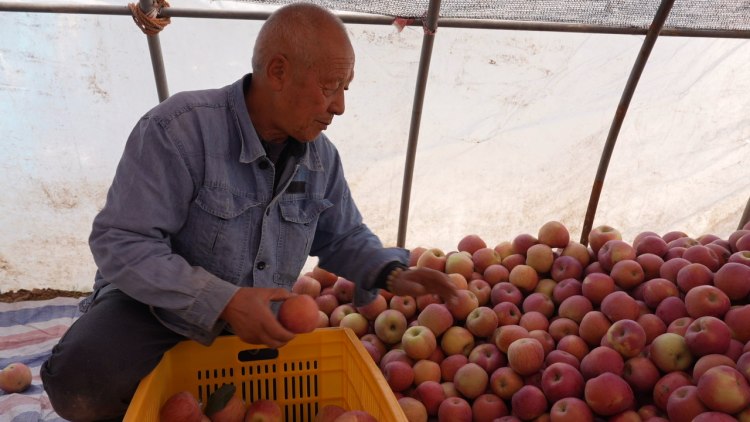 临夏永靖盐锅峡镇：苹果丰产飘香 多元销路奏响增收“甜蜜乐章”