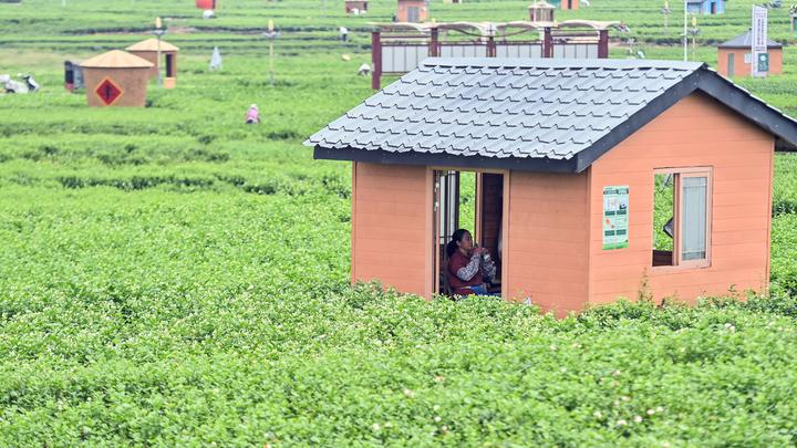 宝藏之城丨这座小城的茉莉花香飘世界