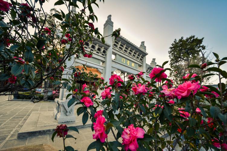 春天的云南宛如调色盘~送你一份超浪漫的《赏花图鉴》