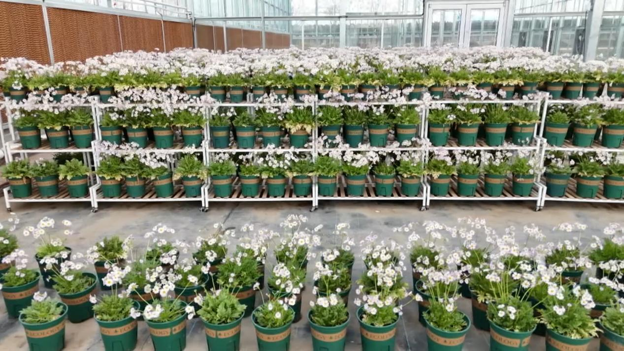 Successful Cultivation of the Endangered Qinling Primula filchnerae in Fuping County, Weinan, Shaanxi_fororder_图片2