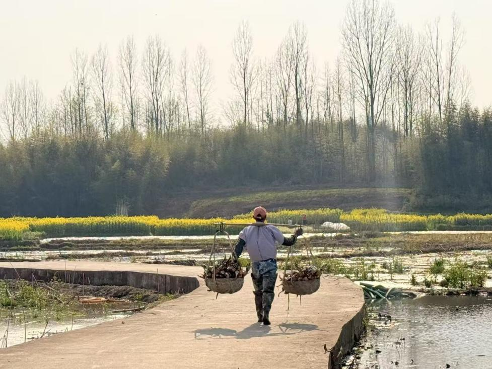 黄山市徽州区：农民种藕忙 春耕图景好_fororder_莲藕图片3