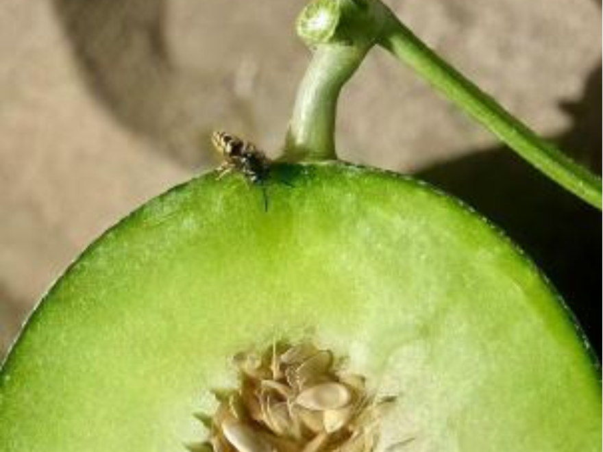 以鲜为媒，以蜜为介，让世界品尝海南的甜_fororder_4