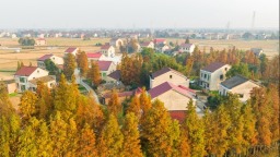 水杉扮靓美丽乡村