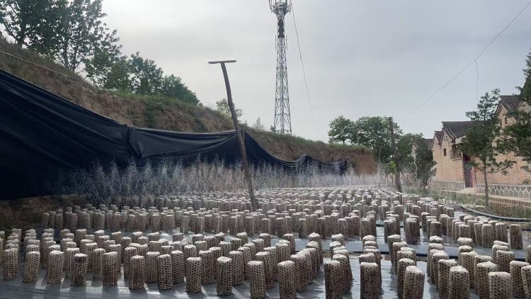 天水市清水县白沙镇：头茬黑木耳采摘 绘就产业新“丰”景_fororder_浇水催芽