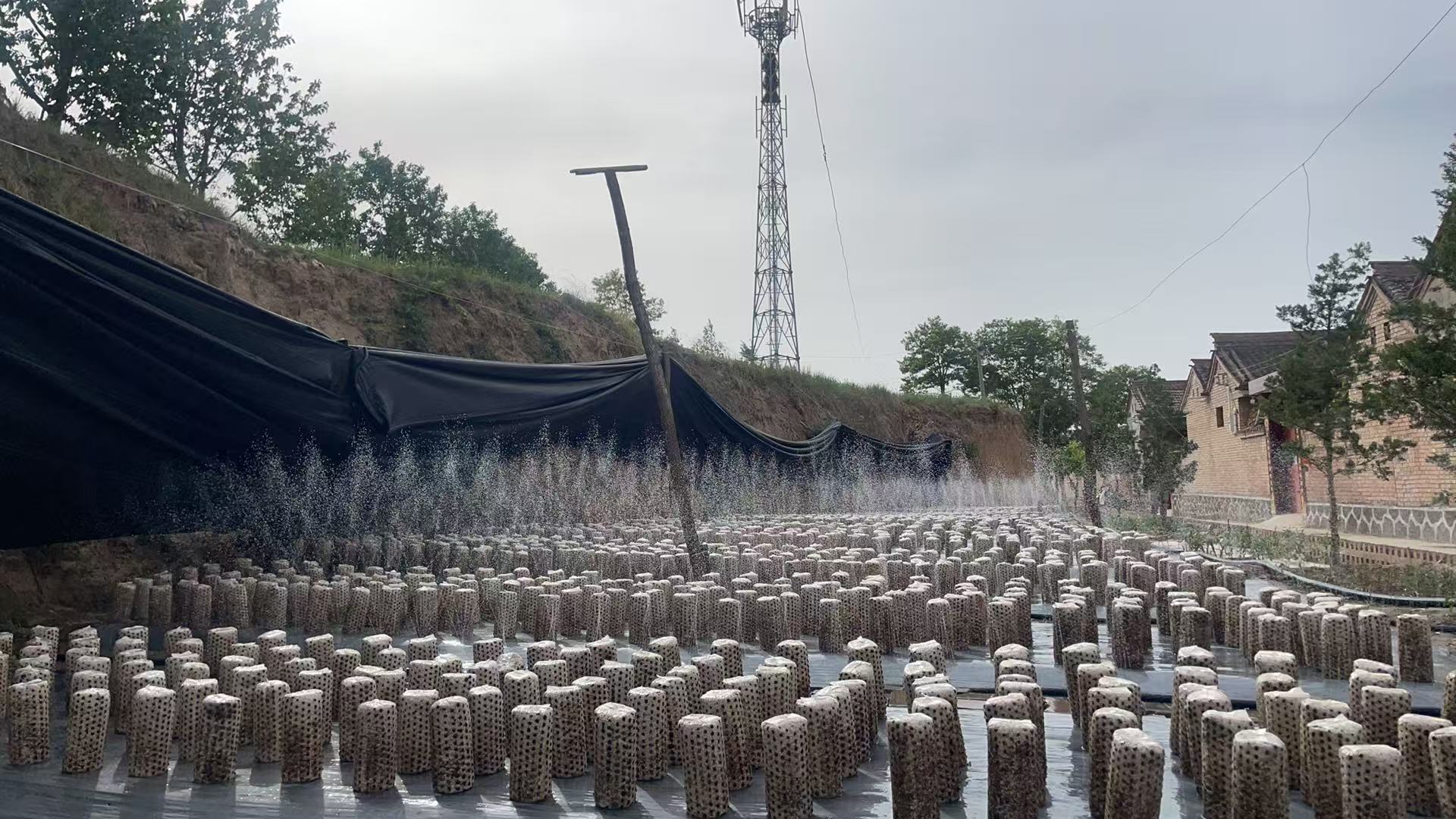 天水市清水县白沙镇：头茬黑木耳采摘 绘就产业新“丰”景_fororder_浇水催芽