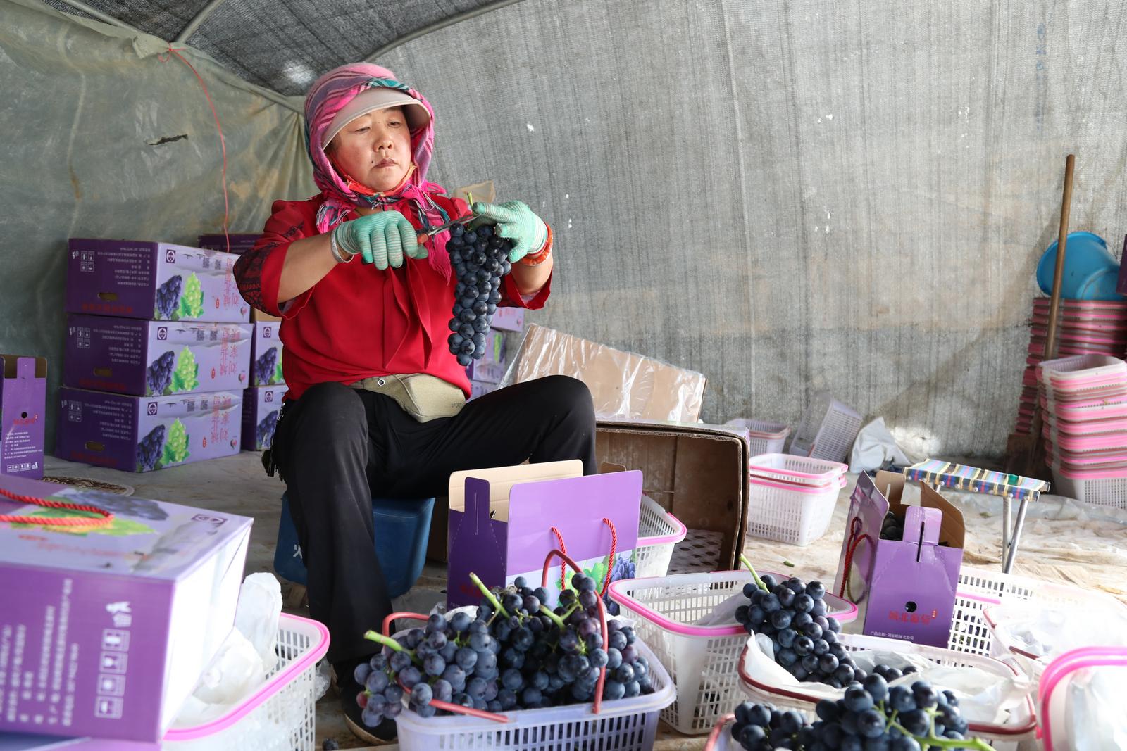 临夏永靖县城北新村：葡萄满枝头 甜蜜迎丰收_fororder_6