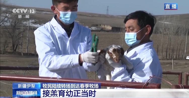 羊咩咩穿上了高科技“新衣”！来看新疆伊犁河谷牲畜春季转场