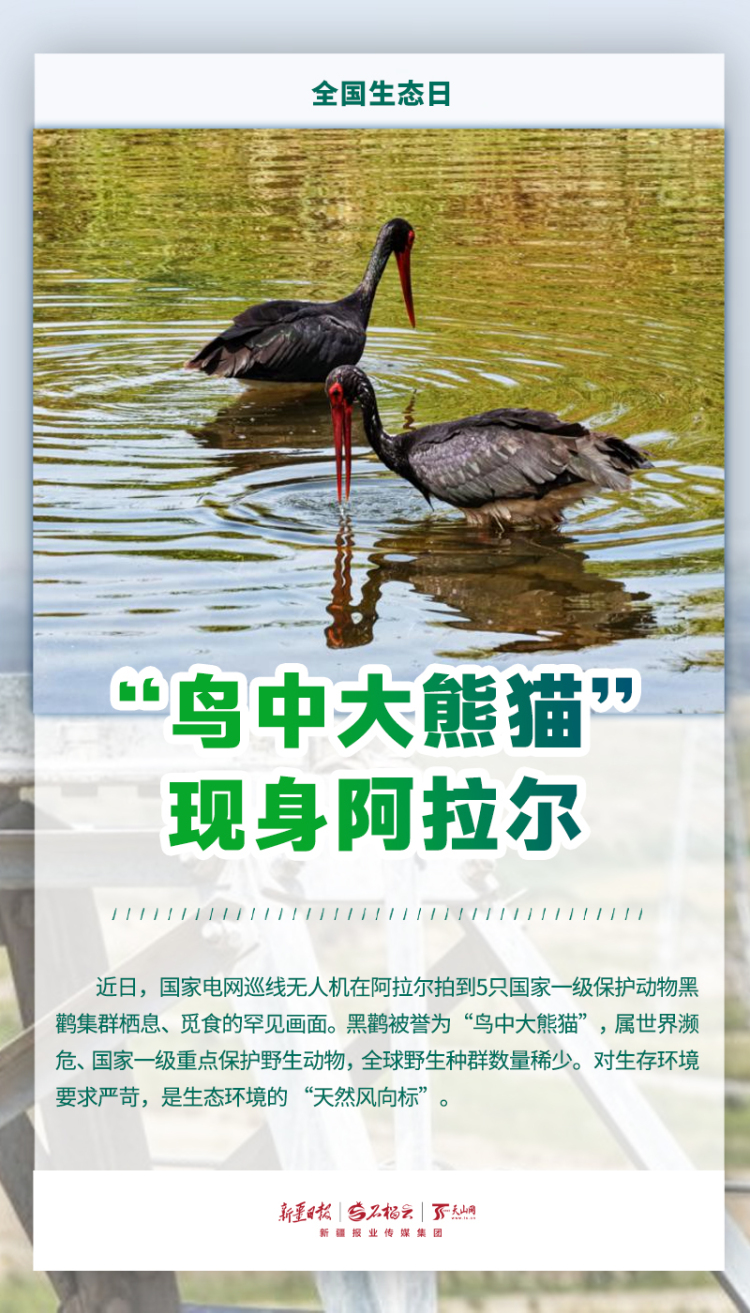 全国生态日丨当鸟兽草木频频“出圈”，看见新疆的生态底气