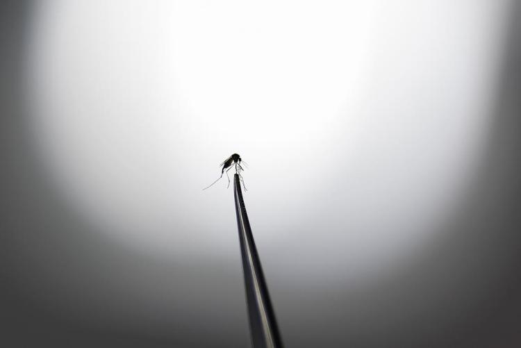 巴西启用大型“蚊子工厂”防控蚊媒疾病