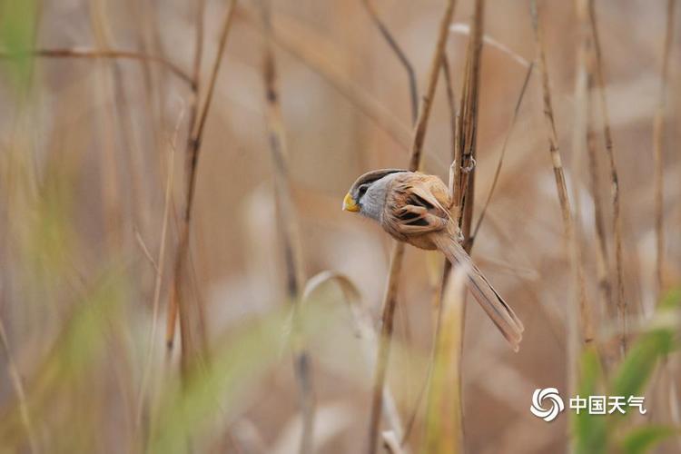 “鸟中大熊猫”震旦鸦雀现身北京奥森公园