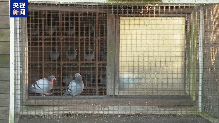 比利时盗窃赛鸽行为猖獗 鸽舍主人疲惫不堪