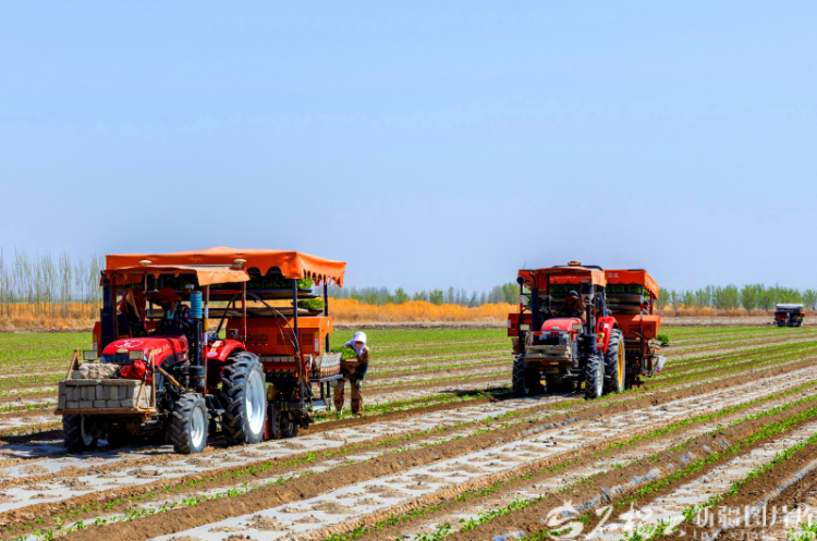 新疆影像7日（222）丨万象争春