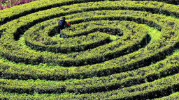 千年茶乡 “泡”出春日新经济