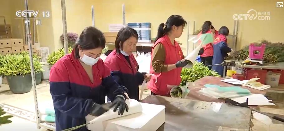 “鲜花经济”一路生花！我国花卉海外贸易持续增长 产业竞争力显著增强