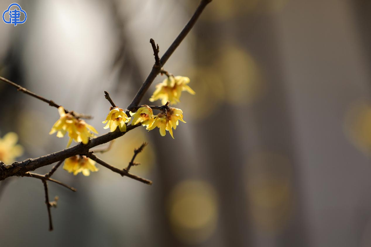 腊梅花一开 天津的春天就要来了！