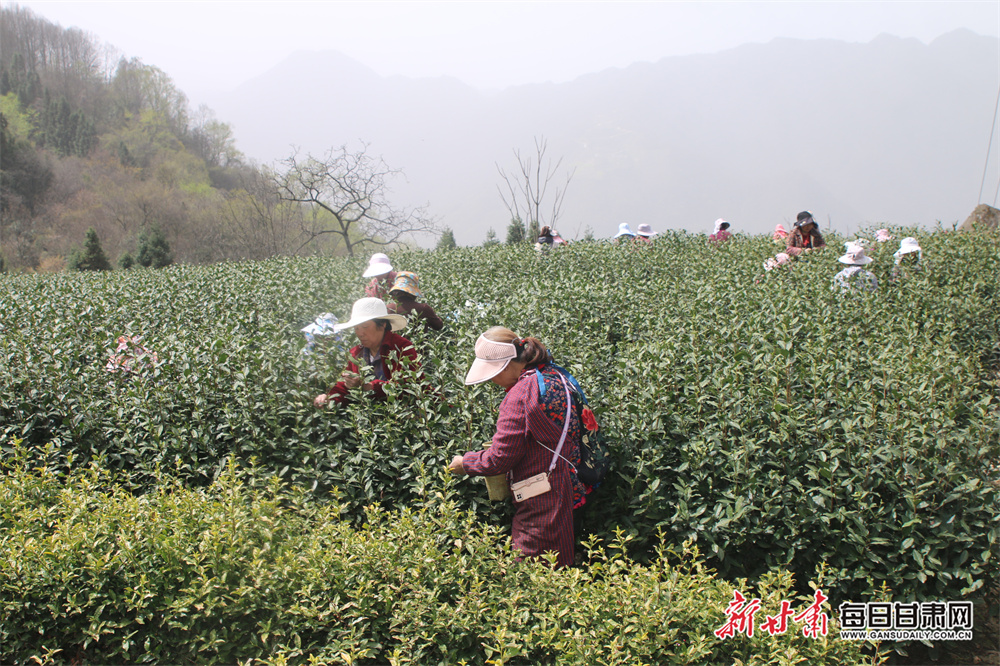 品春天第一缕茶香陇南文县明前茶开采_fororder_3