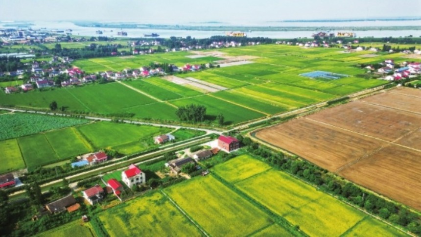 洞庭粮仓抢收忙
