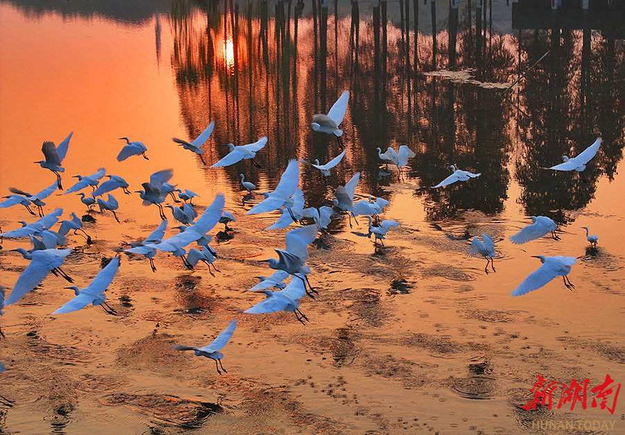 湖南衡阳：白鹭飞翔成城市新风景线