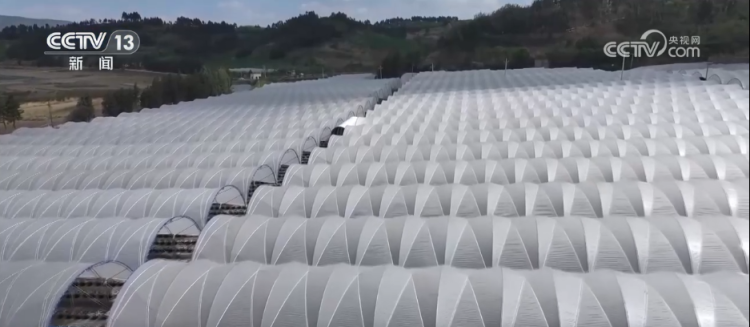 各地冬日果蔬供应量足价稳 丰富节日期间百姓“菜篮子”“果盘子”