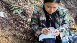 湖南新宁全链科学管护 让植物“活化石”银杉沐春焕新