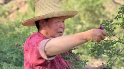 工行金融“活水”精准灌溉 永登苦水玫瑰产业绽放新姿