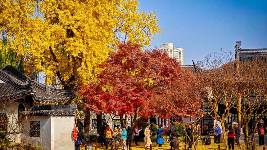 红金相映醉江南 “番茄炒蛋”成网红