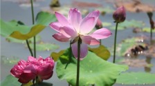 江苏淮安：夏日荷塘 花开满池