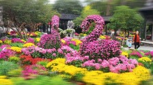 扬州：人观景 菊争艳