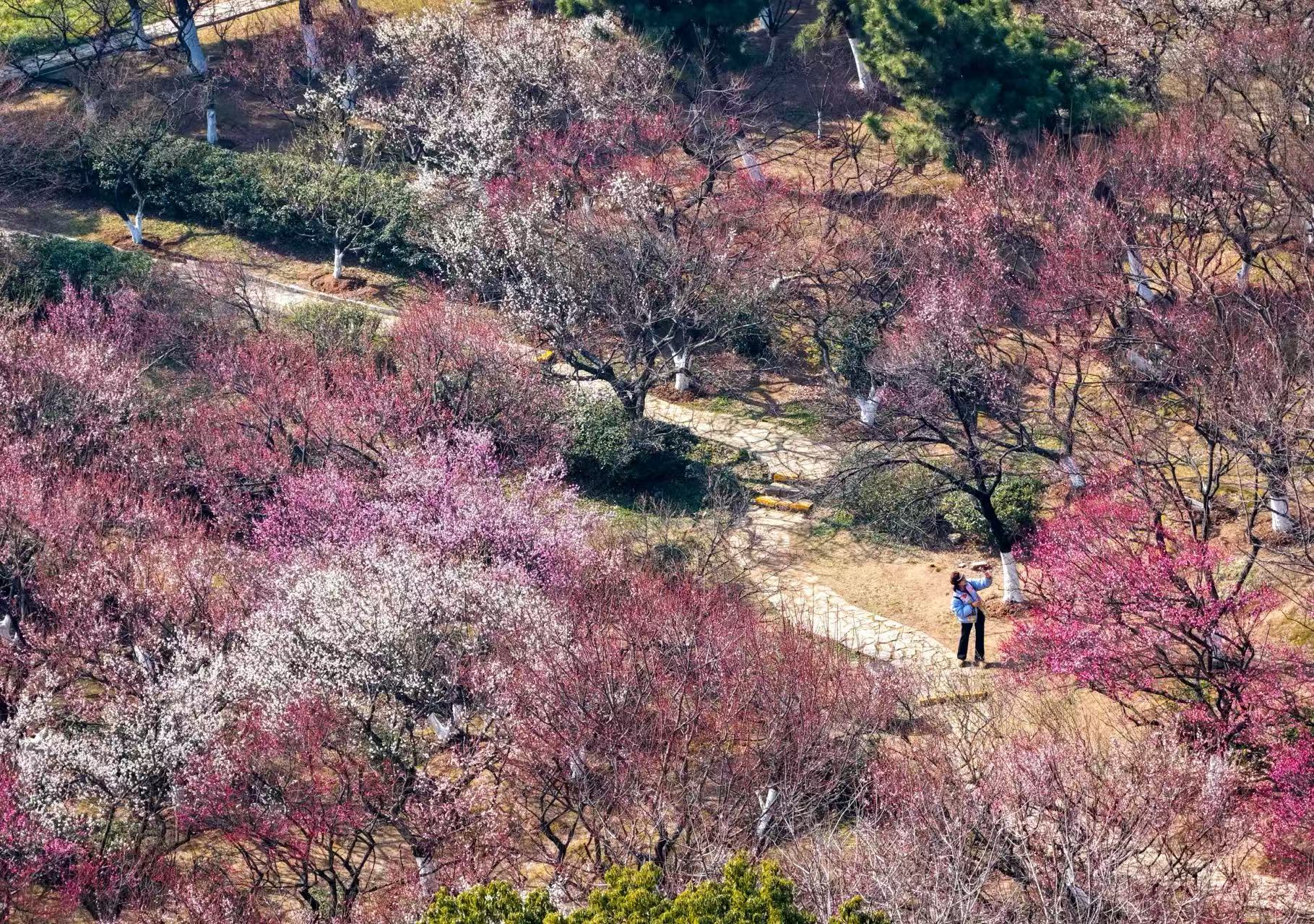 暖冬开挂！千株梅花抢先报春_fororder_微信图片_20260204091611_698_239