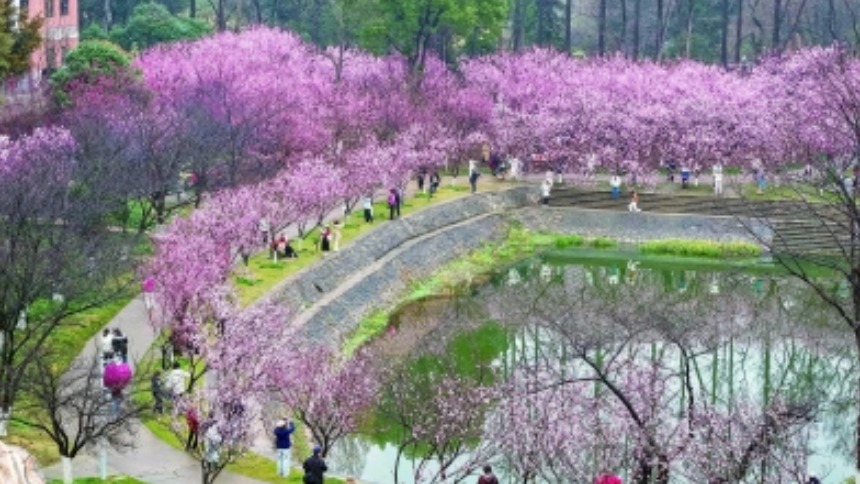 南京：暖冬催“樱”讯 一园春色新