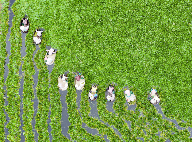 江苏泰州：菱角丰收采摘忙_fororder_20250731_092518_004