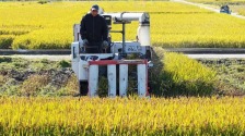 扬州：霜降至 农事忙_fororder_b8378d9a-37ea-487a-ace3-7c8e01ecdacf