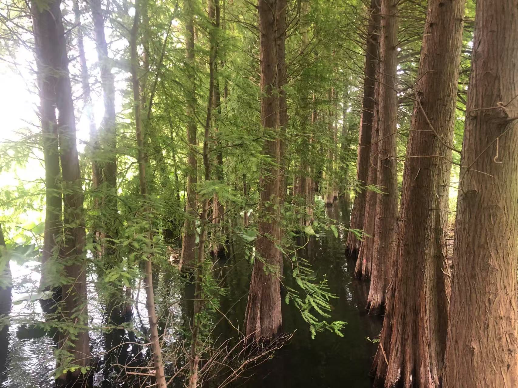 国际湿地城市，缘何花落苏州？