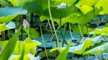 官宣！南京玄武湖今夏第一朵荷花绽放