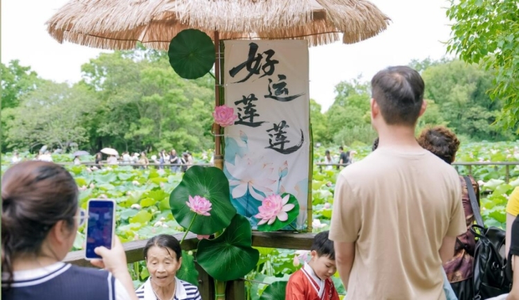 苏州太湖国家湿地公园荷花市集清雅启幕——荷风雅集·江湖雅韵共绘湿地夏日盛景_fororder_20260622_100444_009
