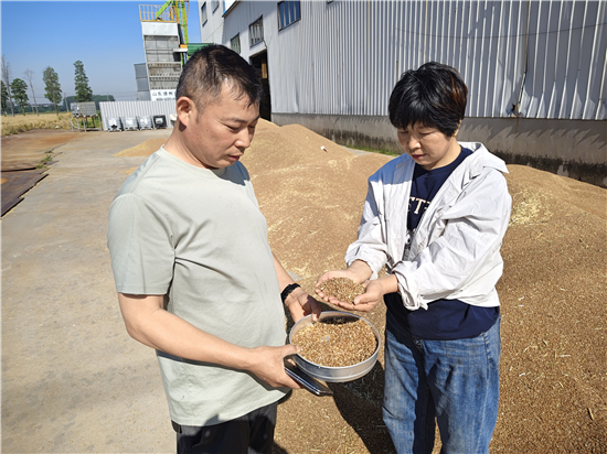 泰州兴化大垛镇:4.33万亩小麦开镰喜迎丰收