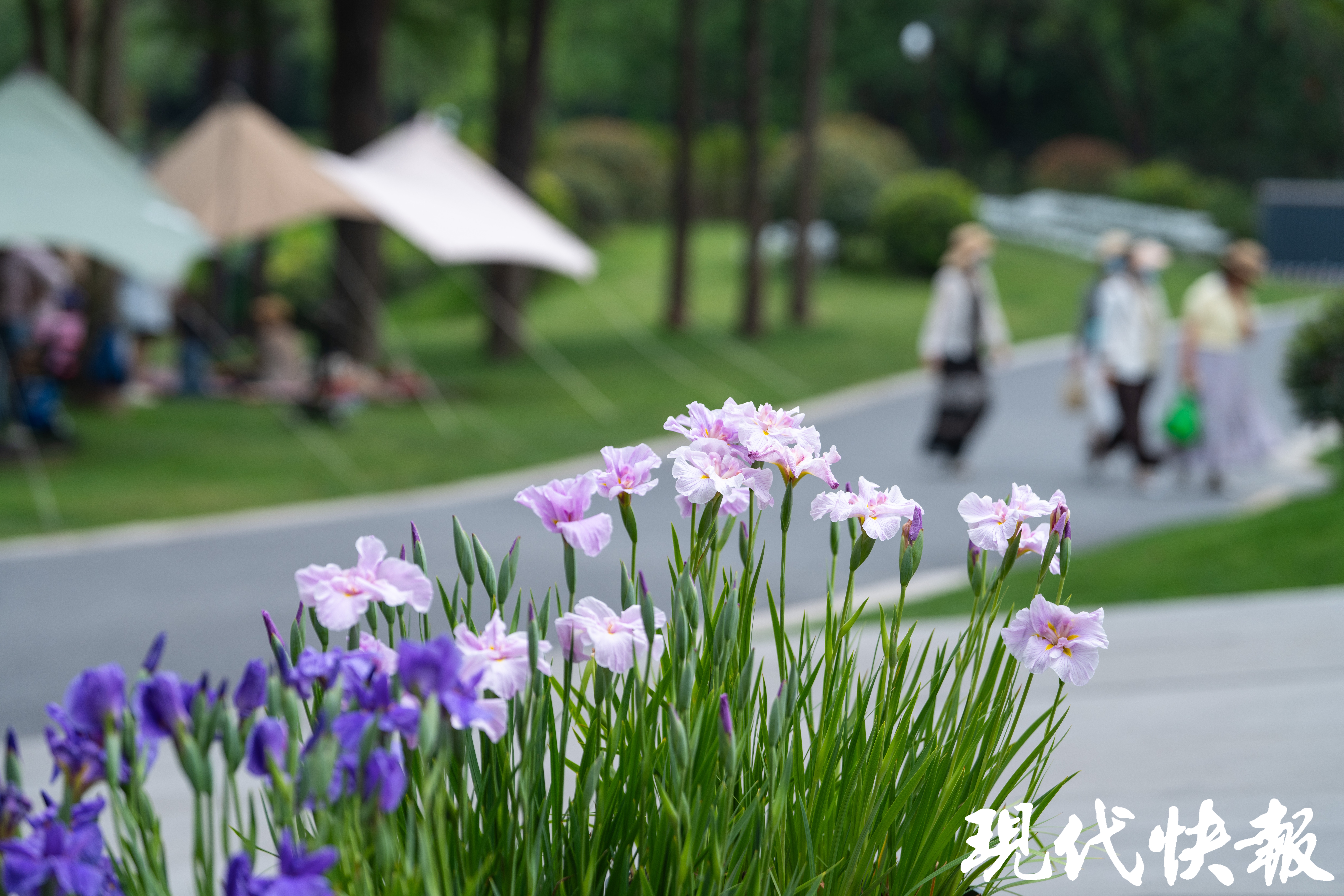 万盆花菖蒲扮靓千年遗址