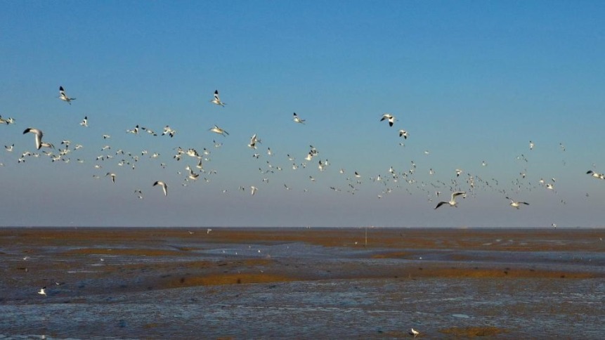 江苏如东：滩涂湿地候鸟栖