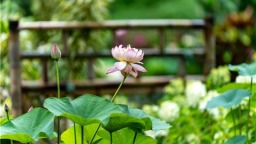 6月18日启幕！2026苏州荷花展即将举办