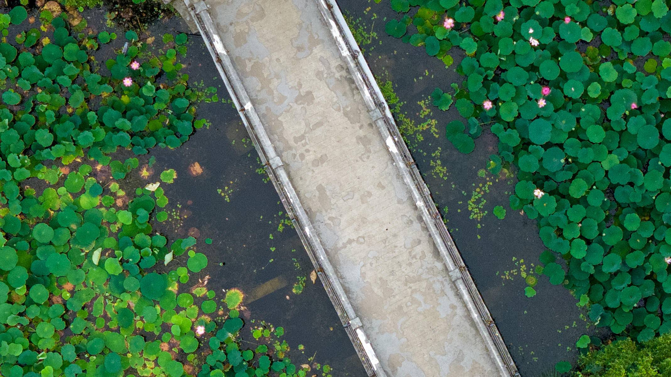 南京：莫愁荷花开 夏意满塘来