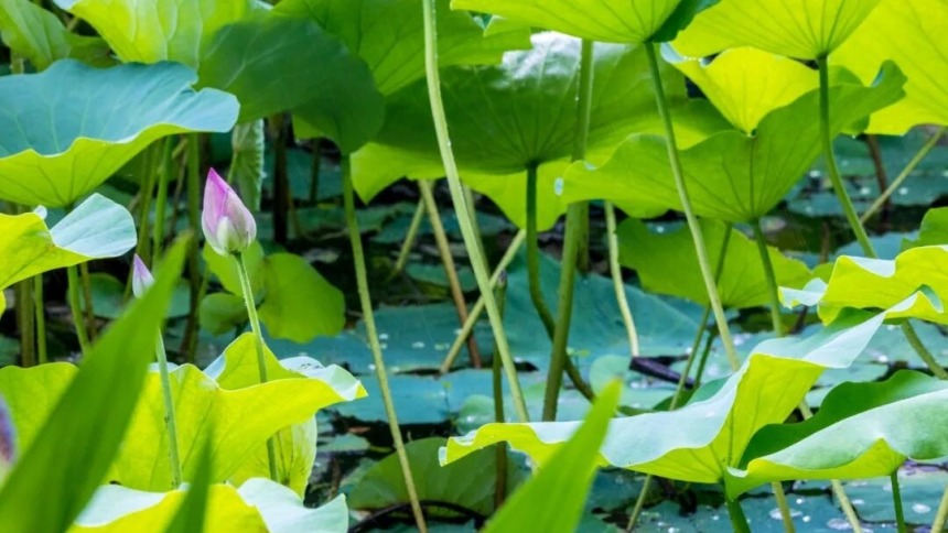 官宣！南京玄武湖今夏第一朵荷花绽放