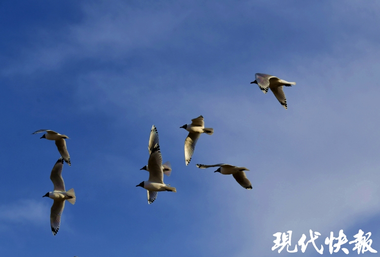 遗鸥从坝上草原飞入江南水乡，与江豚跨越千里“牵手”
