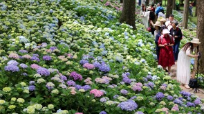 南京最美绣球花坡已就位，花期预计从5月绵延至6月中旬