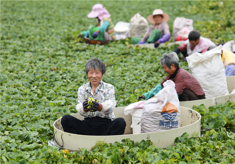 江苏泰州：菱角丰收采摘忙_fororder_20250731_092518_000